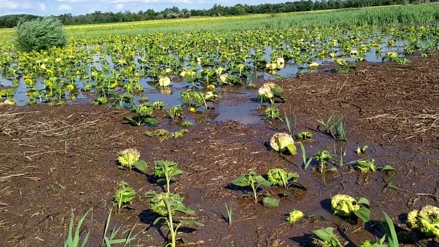 Шок!!! Подсолнух растет под водой смотреть онлайн