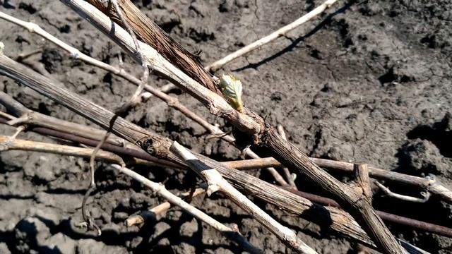 Состояние виноградника на 30-04-2018 Последствия заморозков смотреть онлайн