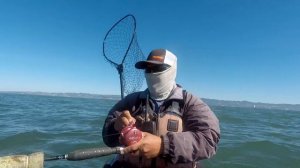 Treasure Island Halibut Fishing | TLA seeks forgiveness??