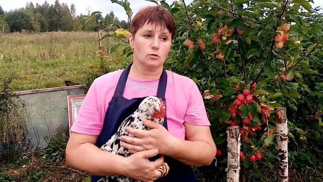 Леггорн Далматинец - вся правда о породе. Стоит ли заводить в своем хозяйстве.