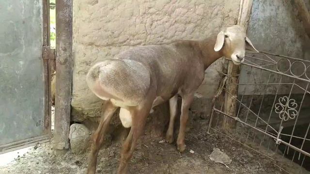 500 $ 2 тис бойы 88 см ☎️ +998941761979 адрес:Наманган смотреть онлайн