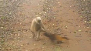 Yellow Throated Marten Attacking Monkey