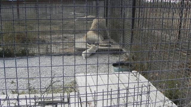 ^,^ Какое терпение у белого льва? Львёнок атакует. смотреть онлайн