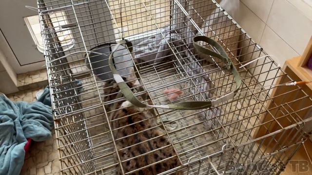 БОБКЭТ РУФУС ИСПУГАЛСЯ РЫСЬ МАРТИНА / У рыси Ханны началось странное поведение смотреть онлайн