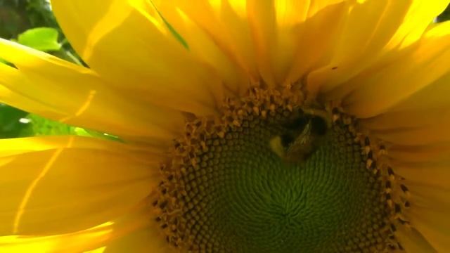 Подсолнухи - Солнечные Цветы смотреть онлайн