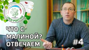 #4 ЧТО С МАЛИНОЙ??? Вредители малины, МАЛИННАЯ МУХА, МАЛИННЫЙ ЖУК на ремонтантной малине.