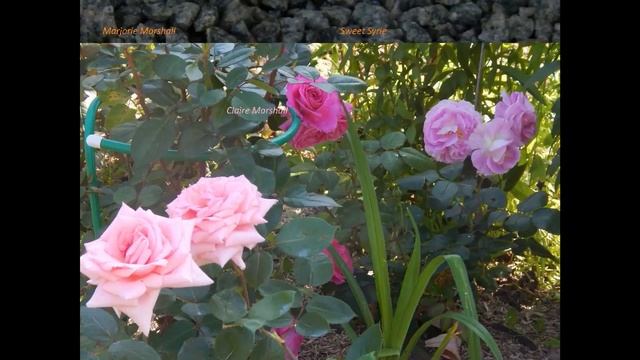 Розы Харкнесса. Первое цветение 2017. смотреть онлайн