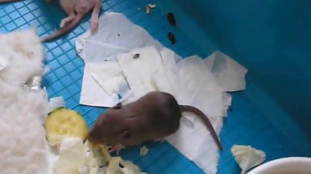 Крыса из Одинцово и 14 крысят ищут дом. смотреть онлайн