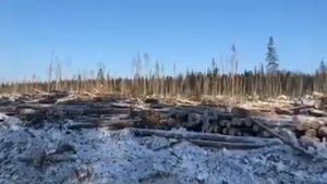 Лесозаготовка Сибирского леса от КЛМ-АРТ