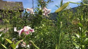 Лилия Генри(Lily Henryi)