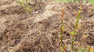 Коровий навоз под розы. Посылка от Ирины))))