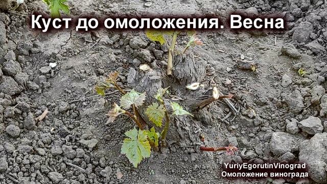 ? Не ОШИБИСЬ! Как ПРАВИЛЬНО провести ОМОЛОЖЕНИЕ ВИНОГРАДА. Из ЗАПУЩЕННОГО куста формируем НОВЫЙ. смотреть онлайн