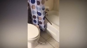 Самые смешные животные Приколы с котами и собаками 2024 #8