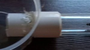 Матка Lasius Niger забирает подкинувшие коконы :)