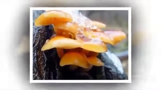 Грибы Опята. Armillaria mushroom