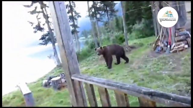 "Иди отсюда!": Медведь пришёл на кордон Тофаларского заказника в Иркутской области смотреть онлайн