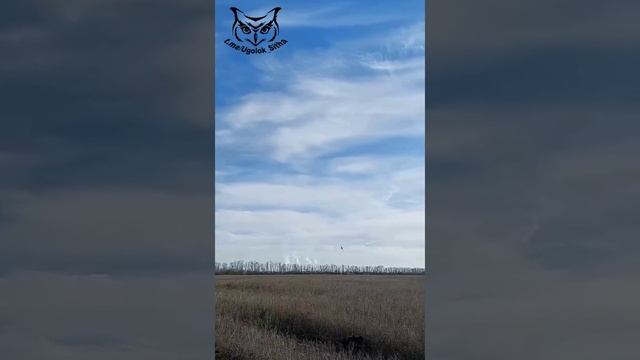 Четвёрка СУ-25 работает по Украинским позициям.mp4 смотреть онлайн