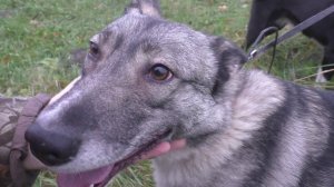 Загонная ОХОТА. ЗСЛ. 11 ноября 2023г.