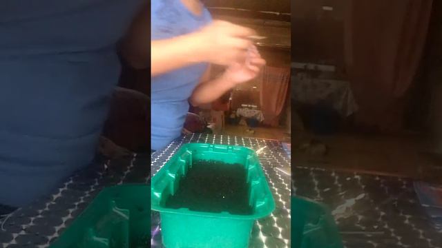 Высиваем цветов петунии. смотреть онлайн