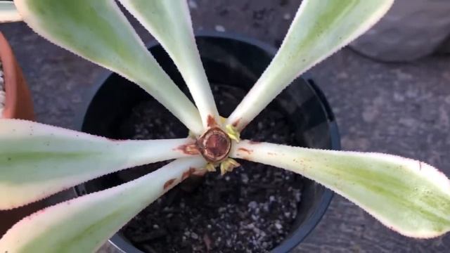 Aeonium Sunburst and Mardi Gras headchop for propagation ✂️✂️ смотреть онлайн