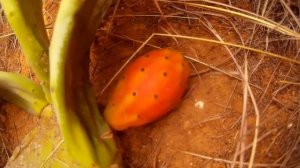 Как есть кактусы! Инструкция! Чумбо -сладкий плод кактуса!