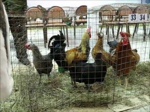 Выставка Русской хохлатой, Павловской пород кур