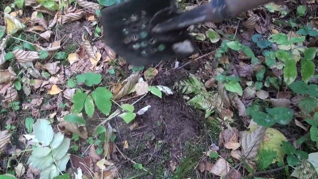 Как сделать тайник в лесу смотреть онлайн