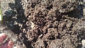 Роза японочка "Принцесса Хитоми" . Преимущества и недостатки роз в пакетах.
