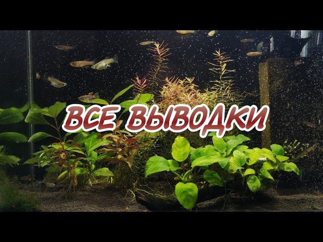 ПОКАЗЫВАЮ ВСЕ ВЫВОДКИ АФИОСЕМИОНОВ ГАРДНЕРА смотреть онлайн