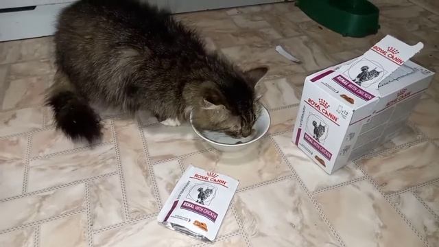 Новости лечения от кота Сэма с хпн 09.05.2021 смотреть онлайн