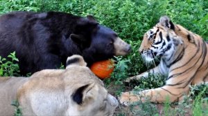 Лев, Тигр и Медведь были неразлучны после того, как их нашли в подвале. Но сейчас...