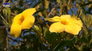 Allamanda cathartica