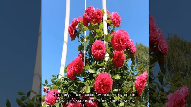 Роза Маритим (Maritim) — характеристики и особенности смотреть онлайн