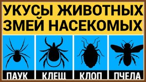 УКУСЫ ЖИВОТНЫХ ЗМЕЙ НАСЕКОМЫХ - ЧТО ДЕЛАТЬ
