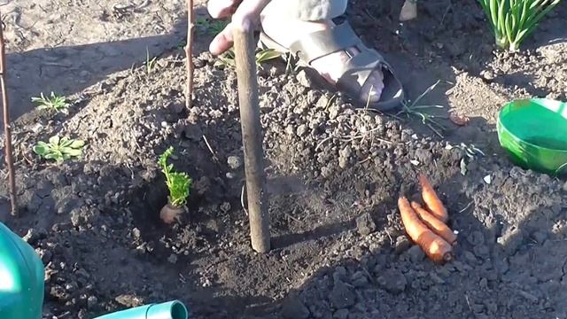 Посадка моркови на семена. Высадки морковки, для семян