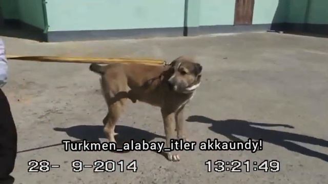 Артык Гаплан - Artyk Gaplaň Türkmenistaniň pälwan köpekleriň biri смотреть онлайн