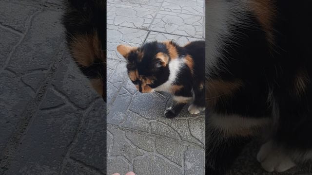 трёхцветная кися любит колбасу🐈