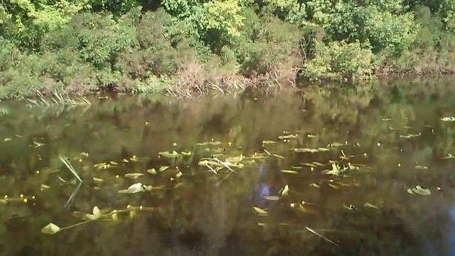 Бобровня смотреть онлайн