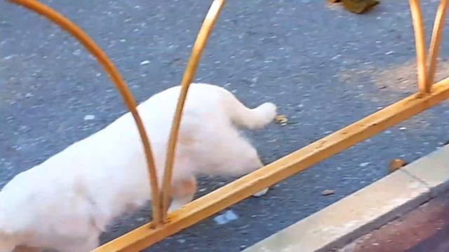 Милая белая кошечка, молоденькая стерилизованная, ищет свой дом. смотреть онлайн