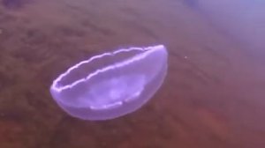 © Медуза аурелия Aurelia aurita- 01