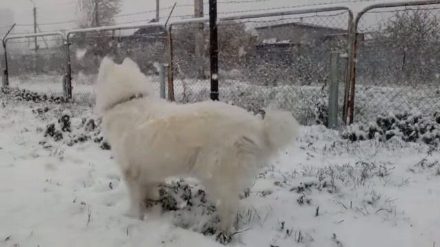 Самоед Арса первый снег смотреть онлайн