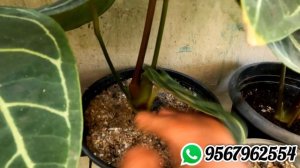 anthurium regale for sale|plants online| marine flavours