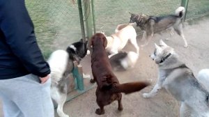 Драка Собак Dog fight