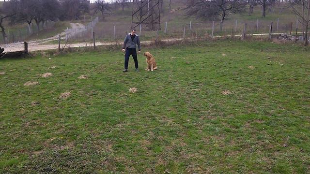 Дрессировка собак смотреть онлайн