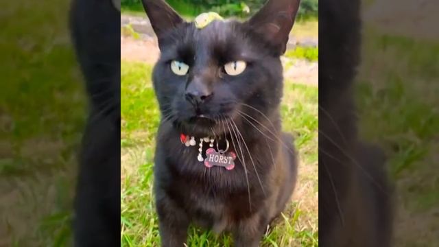 Хозяйка Медной горы смотреть онлайн