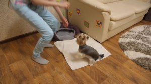 Как научить собаку команде "ДАЙ ЛАПУ" ??