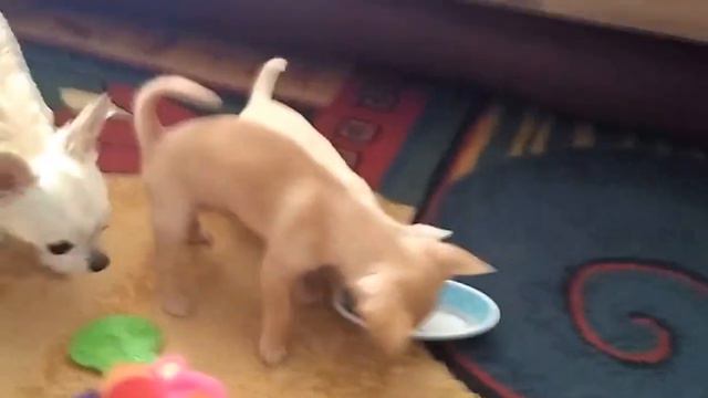 Израиль.Чихуахуа - собаки тоже жители страны и охраняются Законо смотреть онлайн