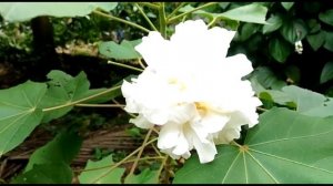 Confederate Rose/Cotton Rose (Hibiscus Mutabilis)