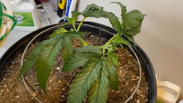 Mainlining For Cola’s - 2nd Topping- Giveaway