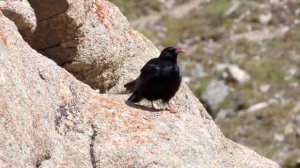 Red-billed Chough | Клушица | Pyrrhocorax pyrrhocorax